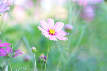 starburst flowers are flowers that convey love