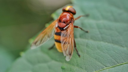 fly on leaf