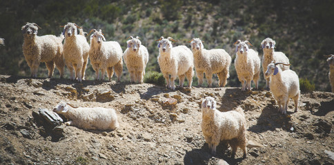 Close up image of Angora goats that supply mohair on a farm in the karoo in south africa
