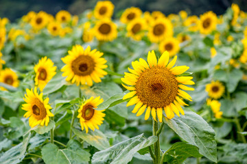 Fototapeta premium 長崎鼻のヒマワリ