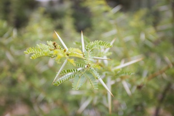 Close up image of thorns on an acasia tree