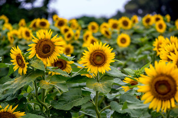 長崎鼻のヒマワリ