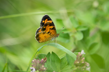 Northern Crescent Butterfly on Leaf in Summer