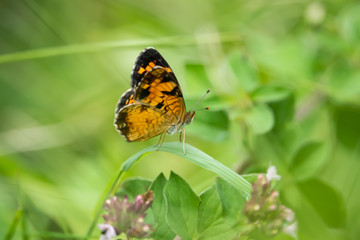 Fototapeta na wymiar Northern Crescent Butterfly on Leaf in Summer