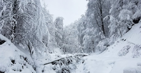 Winter panorama with frozen trees covered in ice and snow