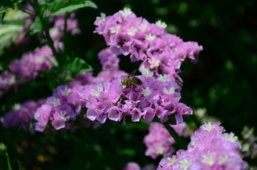 Statice flowers known also as limonium or sea lavender