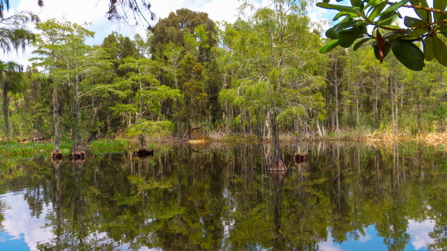 Cypress trees line this small everglades swamp pond in the Grassy Waters Preserve