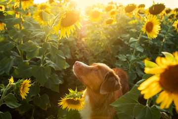 dog in a field of sunflowers. Nova Scotia duck tolling Retriever in nature. Sunny happy pet