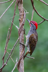 Golden-tailed Woodpecker (Campethera abingoni) climb up a branch, Lake Naivasha, Kenya