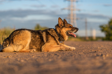 A large stray dog lies on the road.