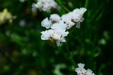 Statice flowers known also as limonium or sea lavender