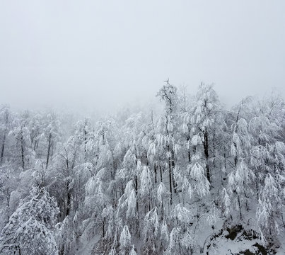 Frozen forest in winter
