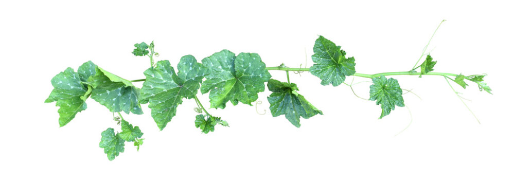 Pumpkin vine with green leaves and tendrils isolated on white background.