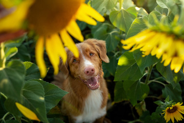 dog in a field of sunflowers. Nova Scotia duck tolling Retriever in nature. Sunny happy pet