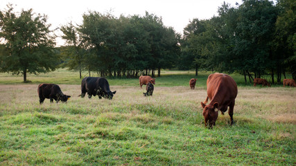 Naklejka na ściany i meble American Beef Cattle Grazing in a pasture