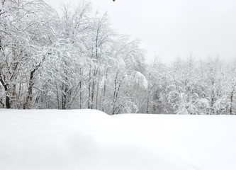 Naklejka premium Winter landscape with frozen trees