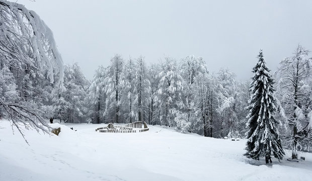 Winter panorama with frozen trees covered in ice and snow