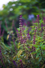 Purple Flowers in Garden