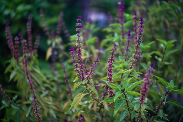Purple Flowers in the Garden