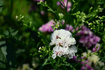 Statice flowers known also as limonium or sea lavender