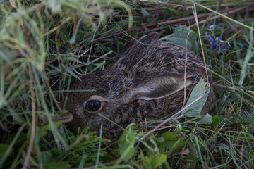 wild rabbit in the grass