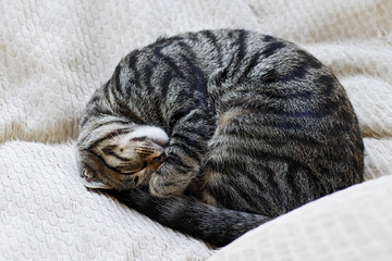 curled up tabby cat sleeping on pillows © asadykov