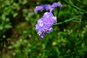 Statice flowers known also as limonium or sea lavender