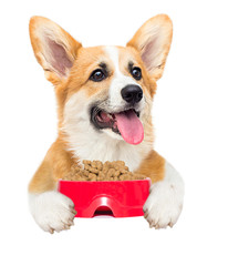 dog and dry food, welsh corgi