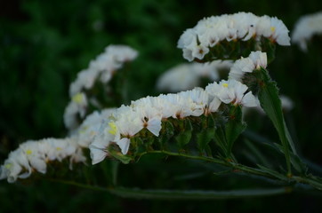 Statice flowers known also as limonium or sea lavender