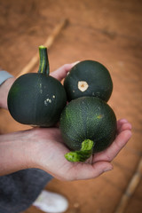 Wide angle image of a pumpkin patch on a farm