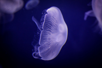 jellyfish in water