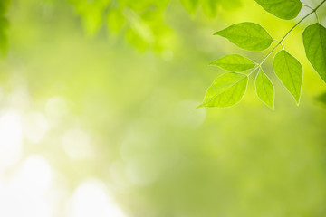 Obraz premium Close up of nature view green Millingtonia hortensis leaf on blurred greenery background with bokeh and copy space using as background natural plants landscape, ecology wallpaper concept.