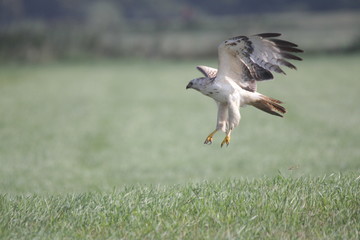 Ein schöner Bussard