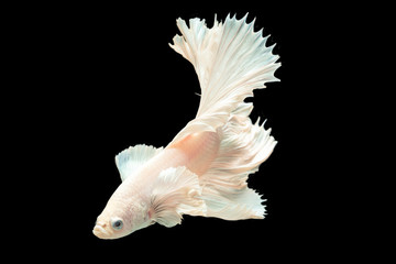 Obraz premium Rhythmic movement of white dumbo ear half moon long tail Betta isolated on black.
