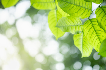 Obraz premium Close up of nature view green leaf on blurred greenery background under sunlight with bokeh and copy space using as background natural plants landscape, ecology wallpaper concept.