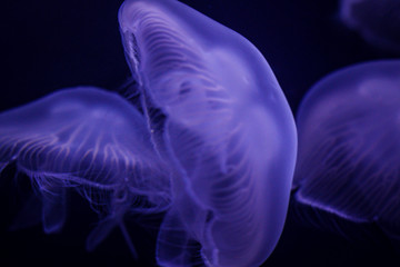 jellyfish on blue background