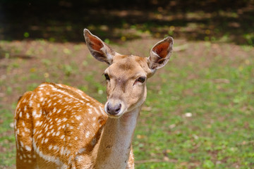 Close-Up Of Deer On Field