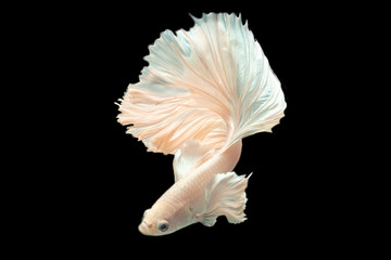 Obraz premium Rhythmic movement of white dumbo ear half moon long tail Betta isolated on black.