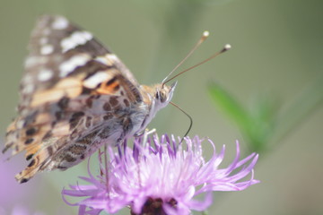 Distelfalter auf Flockenblume
