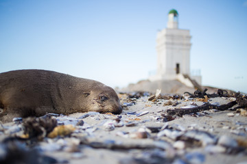 Wide angle panoramic image of the Stompneusbaai lighthouse near Shelley point in town of St Helena...