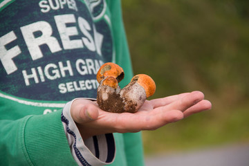 hand holding mushroms