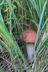 morning in the forest  mushrooms