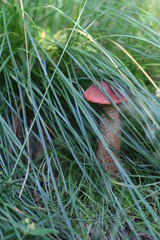 morning in the forest  mushrooms