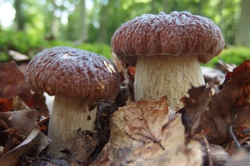 Two mushrooms boletus in the leaves in the forest. Also known as  penny bun, cep, porcino or porcini. Edible, very tasty forest mushrooms. They look like twins.