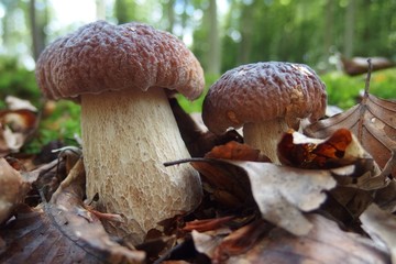 Two mushrooms boletus in the leaves in the forest. Also known as  penny bun, cep, porcino or porcini. Edible, very tasty forest mushrooms. They look like twins.