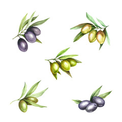 Set with green and black olives. Hand draw watercolor illustration.
