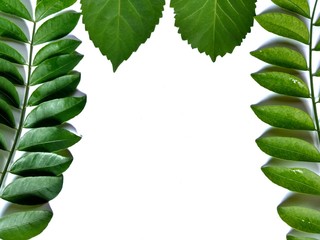 Frame with variety of green leaves on white background. decoration concept