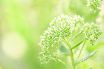 Close-up plant with a blurred green natural background