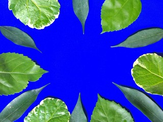 Frame with variety of green leaves on blue background. decoration concept