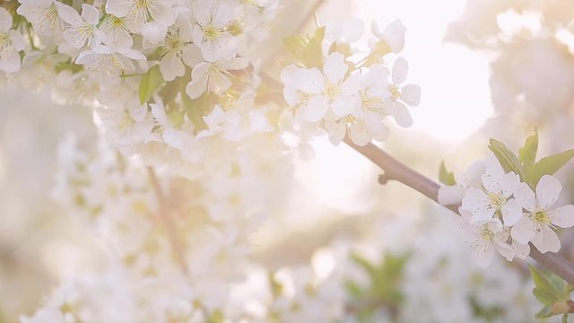 Closeup view of beautiful blooming fruit tree branches. Delicate white flowers isolated at sunny sunset sky background. Real time full hd video footage.